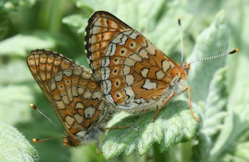 Réf. 206 830 : Euphydryas aurinia
